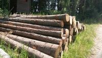 Stammholz zur Aufarbeitung zu Brennholz